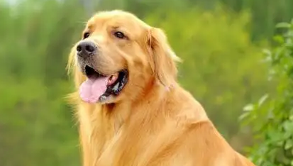 金毛的智商相当于多少岁的小孩？感兴趣的可以看看！