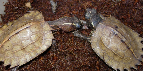 日本地龟的价格是多少？可千万别被骗了哦~