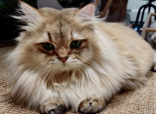 如何给猫咪体外驱虫，需要注意什么？