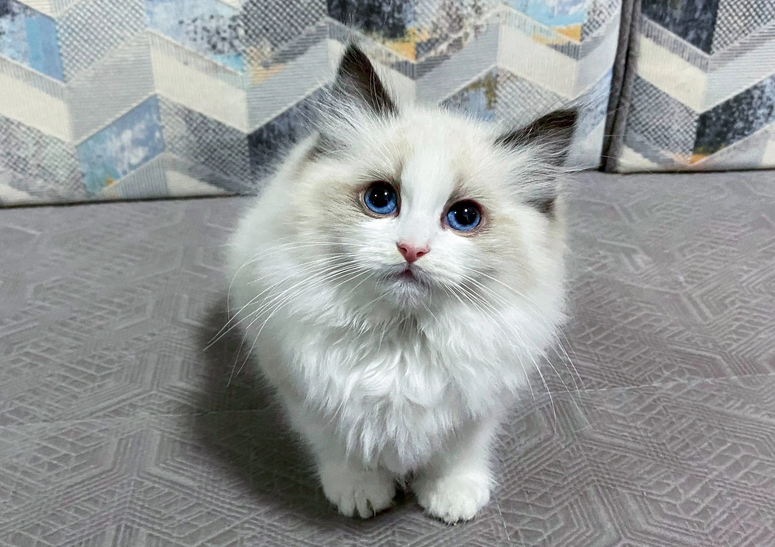 教你分分钟辨别布偶猫公母，速点！