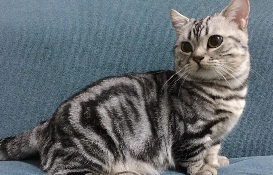 美短种类那么多，你最爱哪个？