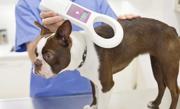 狗狗打芯片有没有危害,了解后再做决定 狗狗打芯片有没有危害,了解后再做决定