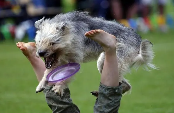 如何让狗狗学会接飞盘？这几个技巧让你事半功倍！
