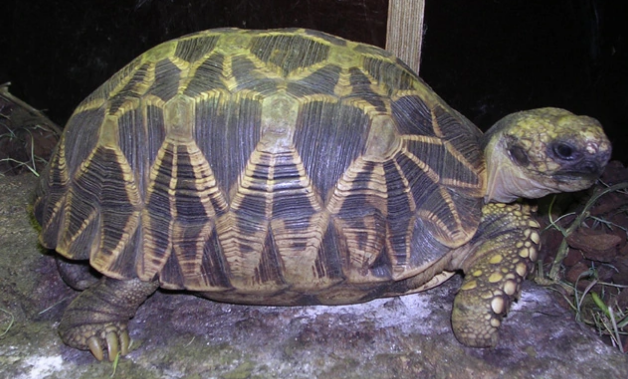 身处东南亚热带气候的缅甸星龟也需要冬眠吗？