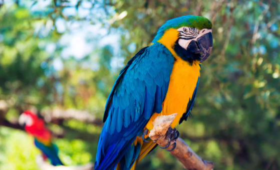 怎么养鹦鹉可以快速增进感情?我来告诉你 怎么养鹦鹉可以快速增进感情?我来告诉你