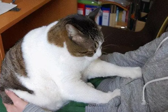 猫咪踩奶是什么原因？有哪些含义