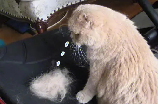 猫掉毛怎么解决？这里有办法哦~