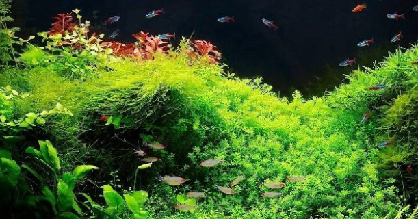 鱼缸的水质不好，怎么调节？这4种方法送给你，先看后试