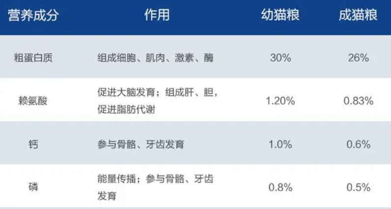 幼猫可以吃成年猫粮吗？来看看吧