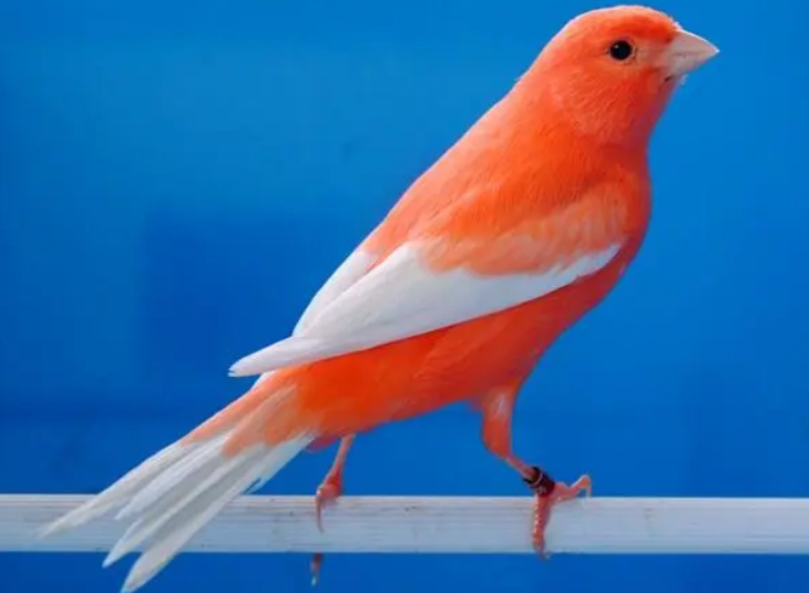 芙蓉鸟繁殖期间喂什么鸟食好?给你们科普一下 芙蓉鸟繁殖期间喂什么鸟食好?给你们科普一下