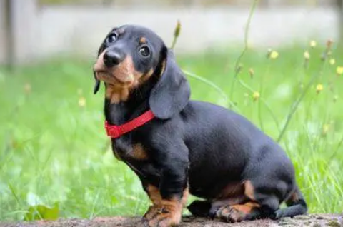 教你轻松去除腊肠犬的齿垢小妙招! 教你轻松去除腊肠犬的齿垢小妙招!