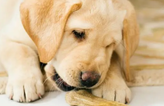 除了狗粮,这些“零食”也适合喂狗! 除了狗粮,这些“零食”也适合喂狗!