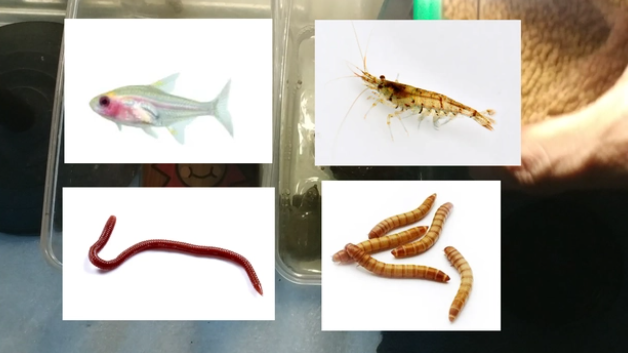 家养小甲鱼天天喂龟粮健康吗？