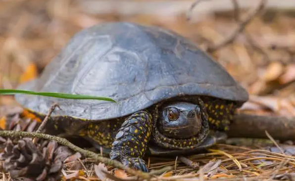 乌龟几月份开始冬眠？来了解一下吧