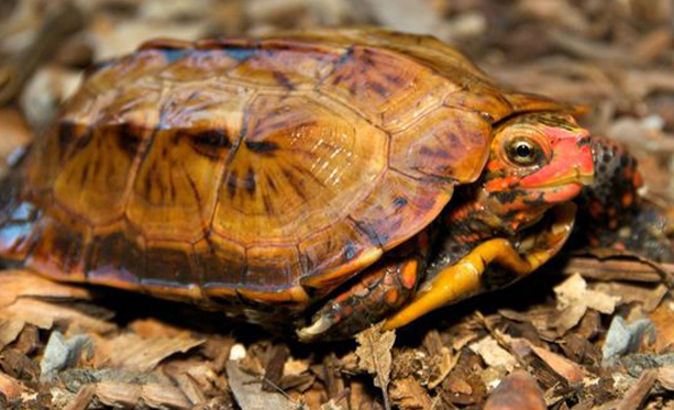 日本地龟好养吗？龟友必看！