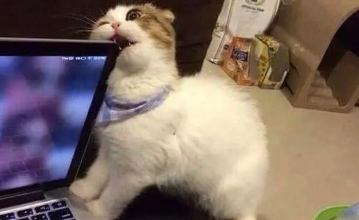 猫咪要磨牙的时候没有猫抓板会怎样？