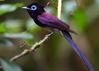 萌宠饲养攻略：紫寿带鸟怎么喂养？