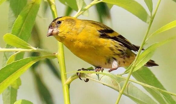 黄雀鸟的挑选及讲究，新手一定要掌握！