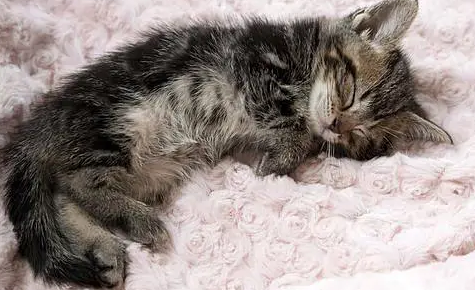 幼猫一天要睡多少个小时？有人知道吗？ 