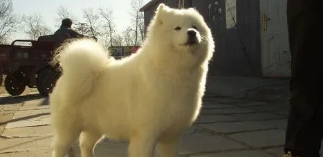 萨摩耶幼犬喝羊奶的好处