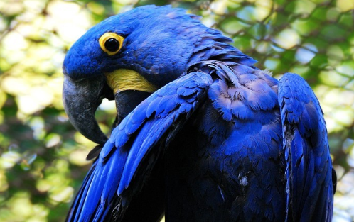 风信子金刚鹦鹉的寿命多久？原来有这么长寿！