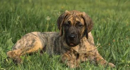 大丹犬认主吗？答案在这里