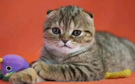 宠物体外驱虫后可以摸它吗？