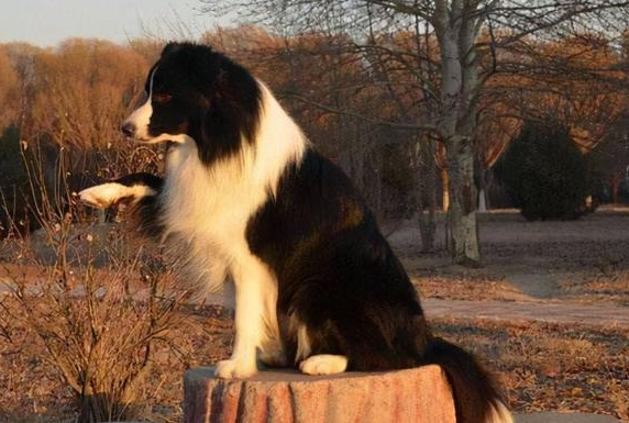 边牧犬的缺点和优点有哪些？看这里