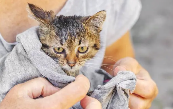 如何给猫咪洗澡？