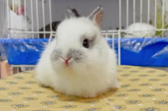 宠主了解:金吉拉兔为什么寿命长? 宠主了解:金吉拉兔为什么寿命长?