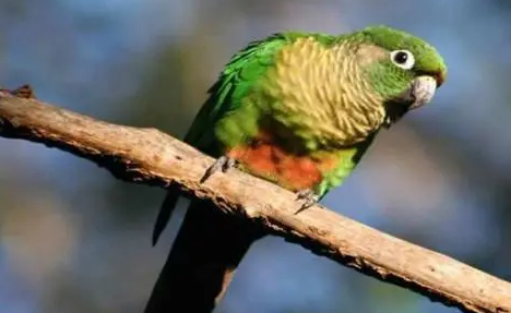 赤褐腹锥尾鹦鹉是保护动物吗?这里有答案! 赤褐腹锥尾鹦鹉是保护动物吗?这里有答案!