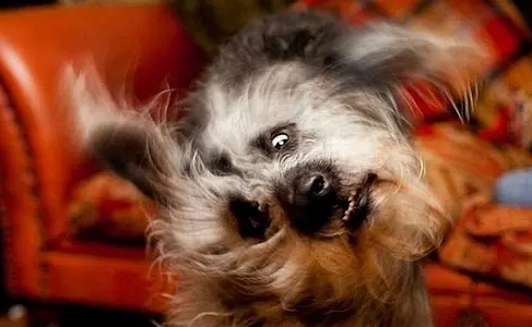 狗老甩头的原因，你找到了吗？