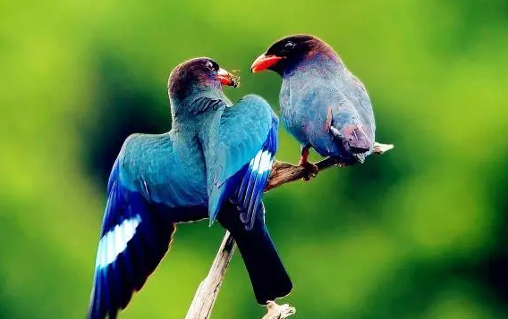 三宝鸟能活多少年？想养的人看过来