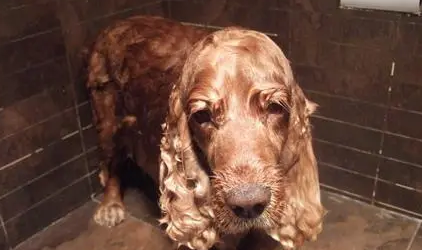 怎样给狗洗澡？