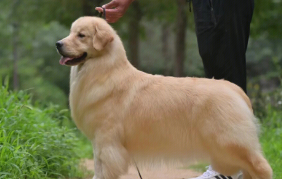 金毛狗拆家怎么办，办法在这快来看吧