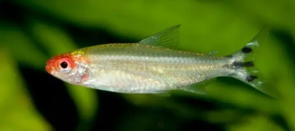 新手如何选购鱼粮？片状和丸状鱼粮哪种更适合？