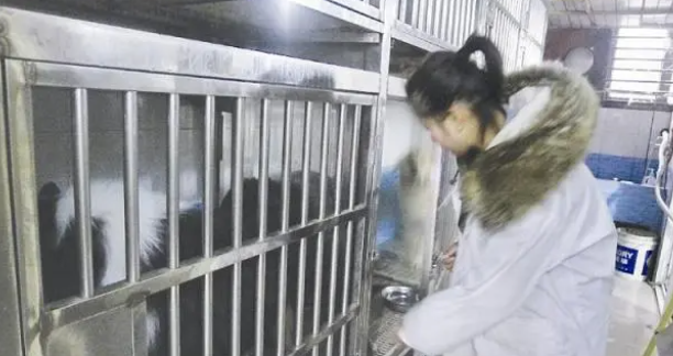 宠物寄养，需要注意的事项，让人难放心！