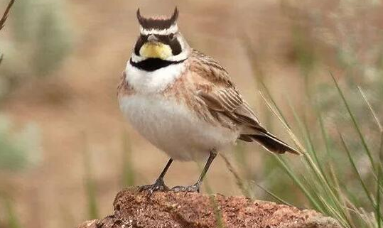 角百灵价格，你还不知道吗？