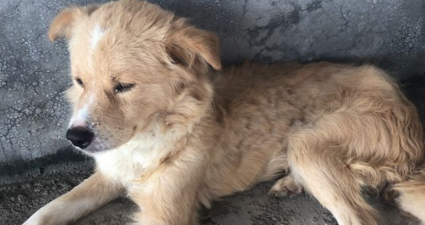 狗狗总是吐黄水带泡沫，大概是这三个原因吧！