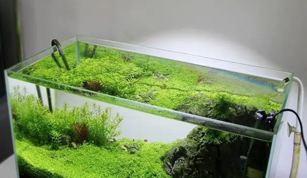 新买的水草可以直接放鱼缸吗？不，你需要先进行这几个步骤