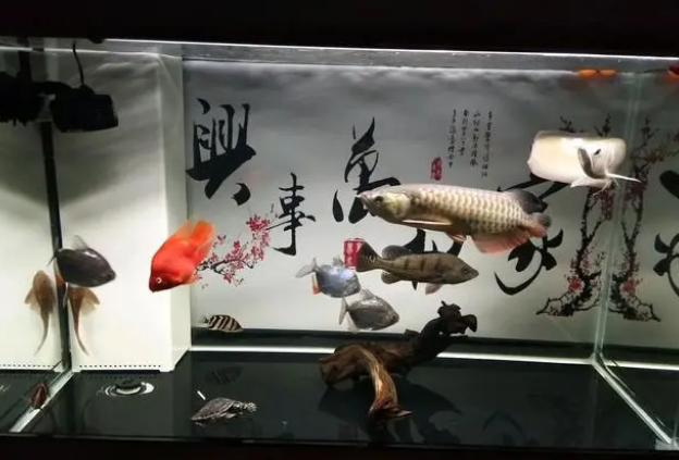 鱼缸水质问题的处理办法