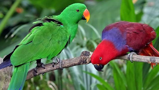 折衷鹦鹉感冒怎么办？这几个方法值得学习