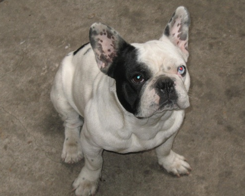 常见的法牛串串是这个样子的