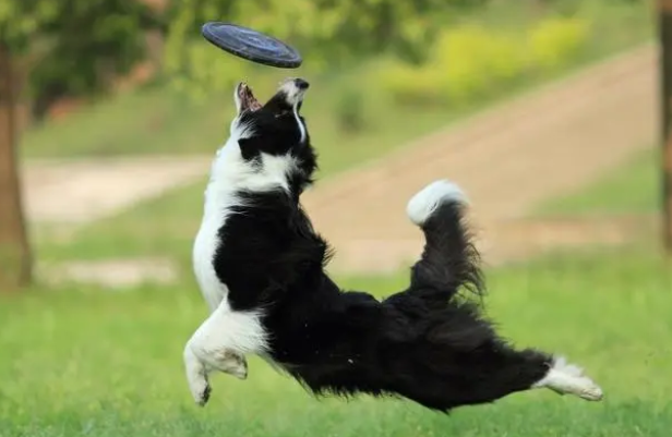 边牧的飞盘训练教学细节，养狗达人手把手教你