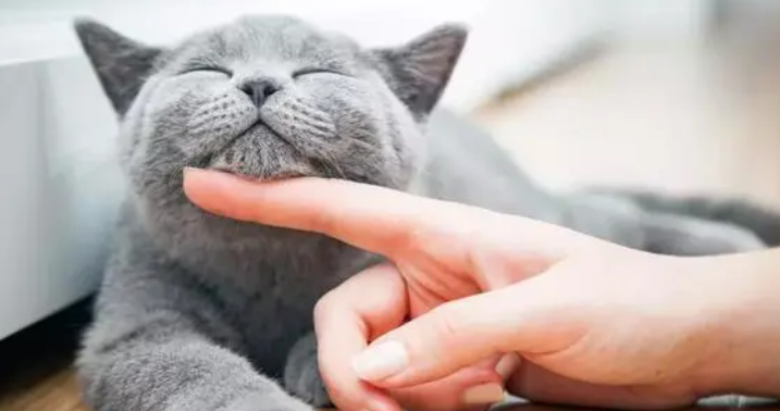 猫咪如何科学换粮？看这一篇就够了！