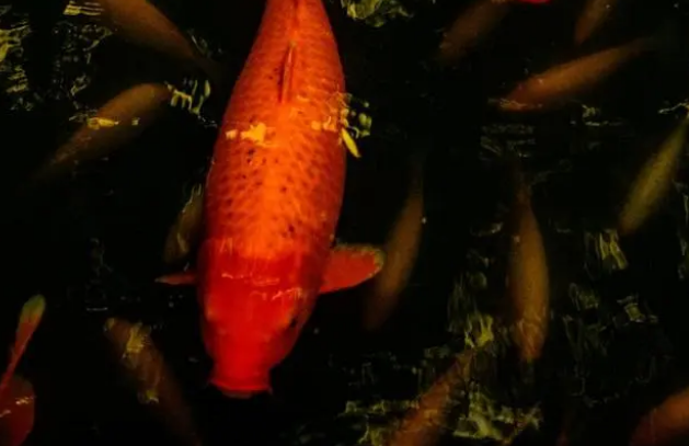 自制鱼粮，其实配方不是最大的坑