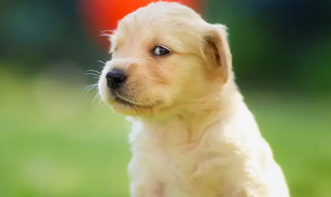 狗狗的耳道要如何护理？让我们一起来看看吧！