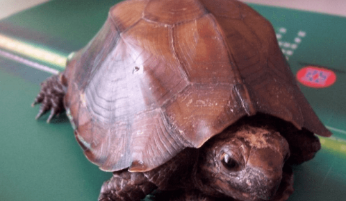 怎么和锯缘摄龟培养感情?我来告诉你答案! 怎么和锯缘摄龟培养感情?我来告诉你答案!