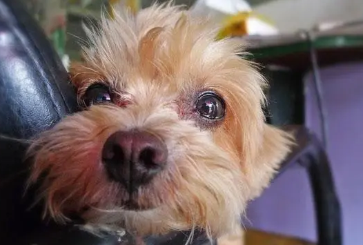 不知怎么分辨狗狗泪管堵塞？不妨来这里瞧瞧