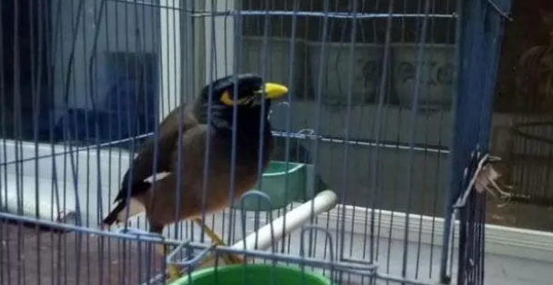 八哥幼鸟吃什么食物,这几种饲料营养全面又好制作,适合新手! 八哥幼鸟吃什么食物,这几种饲料营养全面又好制作,适合新手!